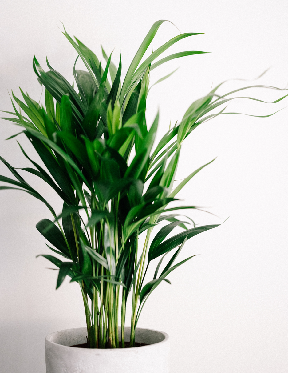 Plants by Wilkes Industries